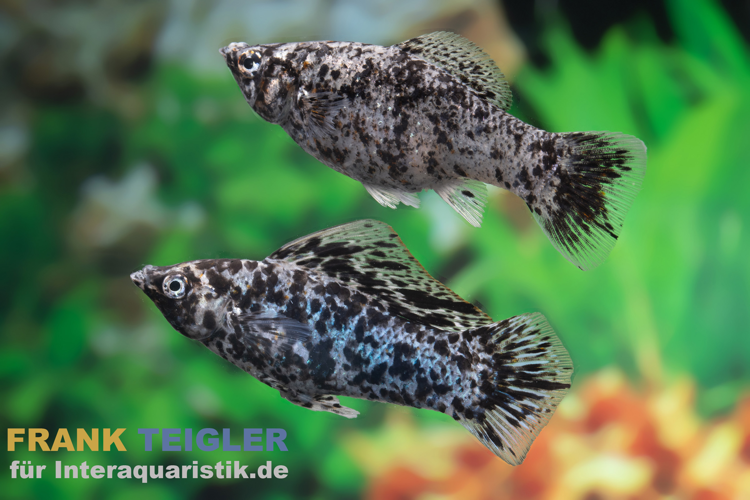 Segelkärpfling Silbermarmor, Poecilia velifera, Premium XL